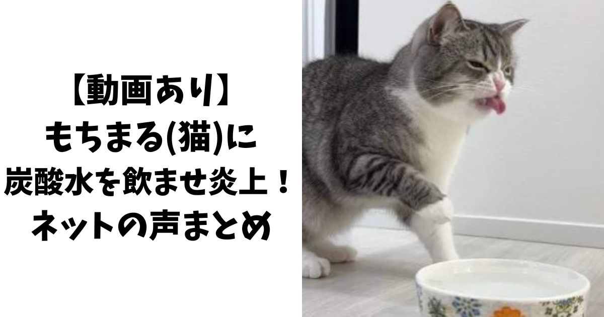 【動画あり】もちまる(猫)に炭酸水を飲ませ炎上！ネットの声まとめ